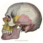 Skull diagram