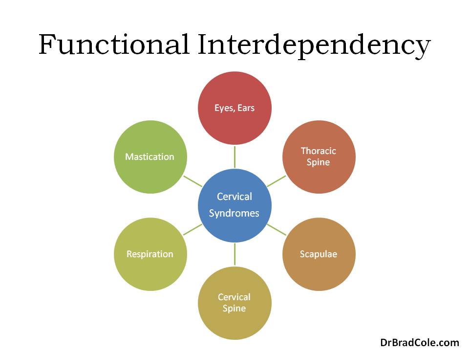 neck function interdependent